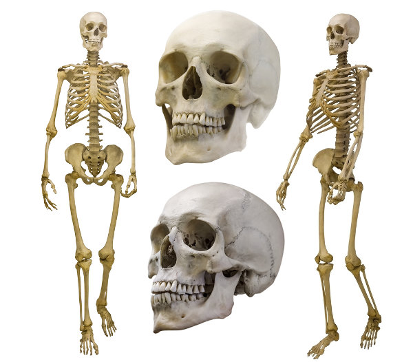 O esqueleto humano é essencial para a nossa sobrevivência, garantindo, por exemplo, a proteção de órgãos internos.