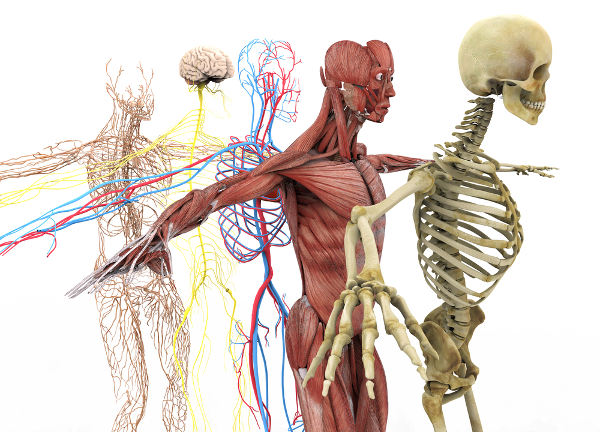 O corpo humano é uma máquina perfeita e formada por diferentes sistemas.