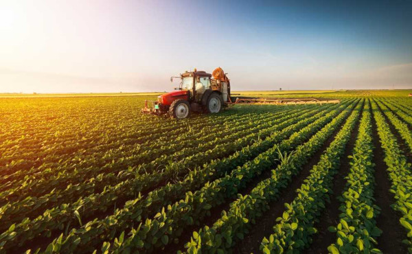 A agricultura pode dividir-se em diferentes tipos de produção, que se adequam às características do ambiente.