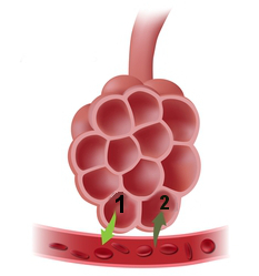 O processo de hematose ocorre nos alvéolos