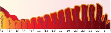 A figura acima representa o desenvolvimento do endométrio durante o ciclo menstrual