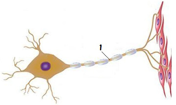 Observe a parte do neurônio indicada pelo número 1