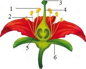 Observe atentamente a estrutura da flor