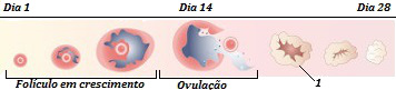 Observe o desenvolvimento dos folículos durante o ciclo menstrual