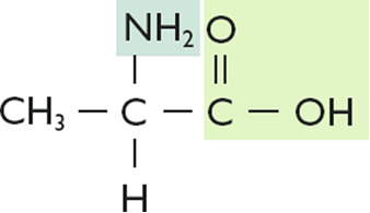 Fórmula estrutural da alanina e suas funções