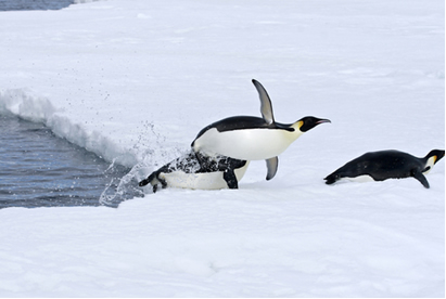 A vida dos animais em regiões polares é mantida graças à densidade do gelo em relação à da água