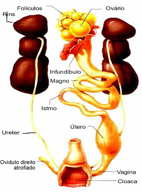 O aparelho reprodutor feminino apresenta oviduto direito e ovário atrofiados