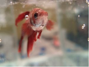 Gás oxigênio em água de aquário permite que peixe respire