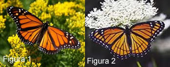 Na figura 1 vemos a borboleta monarca, enquanto que na figura 2 podemos observar a borboleta vice-rei