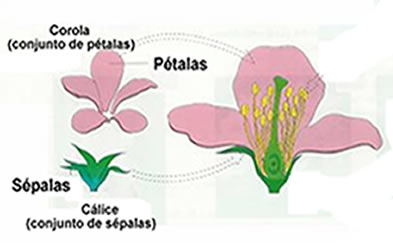 Na figura podemos ver o que são o cálice e a corola em uma flor