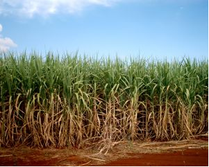 Plantação de cana-de-açúcar para produção de etanol.