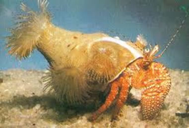 O caranguejo paguro tem uma associação mutualística com a anêmona do mar