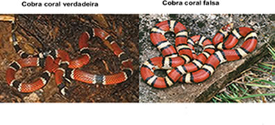 A cobra coral falsa imita as cores da cobra coral verdadeira para ser evitada pelos predadores