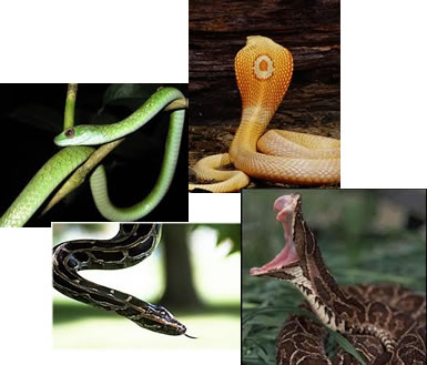 São conhecidas no mundo aproximadamente 3.000 espécies de serpentes