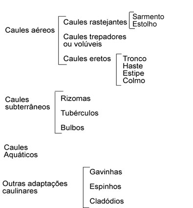A figura acima mostra um esquema de classificação dos caules