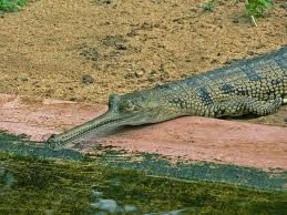 O gavial é um crocodiliano encontrado na Índia