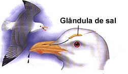 A glândula de sal está presente em todas as aves marinhas