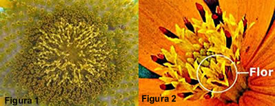 Figura 1: inflorescência do girassol; Figura 2: inflorescência da margarida