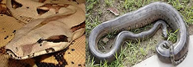 As serpentes áglifas matam suas presas através da constrição