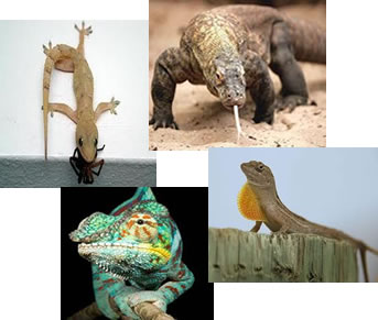 Os lacertílios reúnem todas as espécies de lagartos