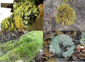 Líquens, exemplo de mutualismo entre algas e fungos