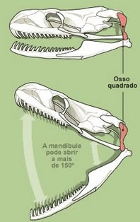 A mobilidade da mandíbula da serpente lhe permite ingerir presas muito grandes