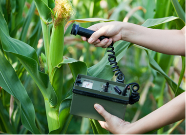 A radioatividade é usada na agricultura para medir o desenvolvimento das plantas
