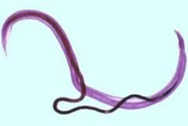 Imagem de macho e fêmea de Schistosoma mansoni