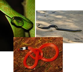 As serpentes opistóglifas não representam perigo para o homem