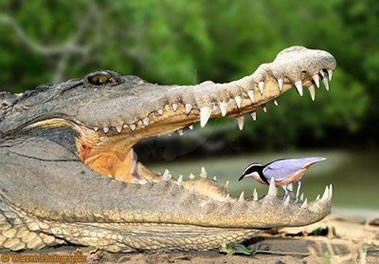 Algumas aves mantêm uma relação de simbiose com algumas espécies de crocodilianos