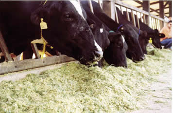 Uma das utilizações da ureia: suplemento na alimentação bovina