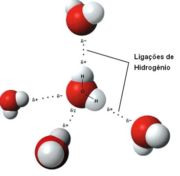 As forças intermoleculares, como o próprio nome diz, são as forças que mantêm as moléculas de uma substância unidas.  Estas forças são chamadas também de forças de Van der Waals em homenagem ao físico holandês Johannes Van der Waals (1837-1923), que pesquisou e propôs a existência destas forças.  Entre estas forças, as que têm intensidades mais elevadas são as Ligações de Hidrogênio. Este tipo de interação ocorre quando a molécula possui um hidrogênio (“polo positivo”) ligado ao flúor, nitrogênio ou oxigênio, ou seja, elementos muito eletronegativos (“polos negativos”). Como esta força é muito forte, origina dipolos muito acentuados; e é necessária uma energia muito alta para romper as moléculas.  As ligações de hidrogênio existem entre as moléculas de água. Observe a figura abaixo:   Ligações de hidrogênio entre as moléculas de água Título da imagem: Ligações de hidrogênio na água Pode-se observar que o hidrogênio (carga positiva) atrai o oxigênio (carga negativa) das moléculas de água vizinhas. Assim, ocorre a ligação de hidrogênio, onde cada molécula de água fica circundada por outras quatro moléculas de água. Este tipo de força intermolecular é responsável por alguns fenômenos interessantes como a tensão superficial da água, que permite que alguns insetos andem sobre ela. As moléculas que estão na superfície da água só realizam ligações de hidrogênio com moléculas situadas do lado ou na parte de baixo delas, isto provoca a contração do líquido, e cria uma força sobre as moléculas da superfície. Isto causa a chamada tensão superficial, que é como uma fina camada ou película que envolve o líquido. Esta propriedade é muito importante, pois é a tensão superficial que controla certos fenômenos de superfície, sustentando a vida de comunidades de micro-organismos. 