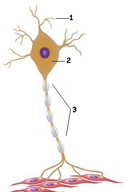 Esquema simplificado de um neurônio
