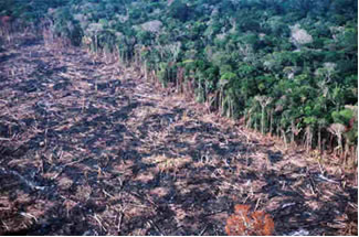 Amazônia - devastação do maior bioma do Brasil