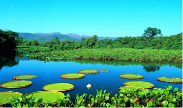 Vitória-régia, planta aquática do pantanal Mato-Grossense 