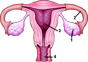Observe atentamente as partes do sistema genital feminino indicadas pelos números